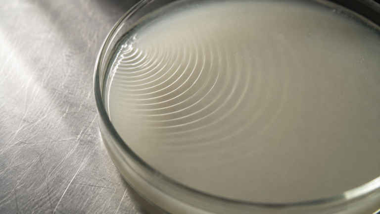 A single set of concentric ripples spreading across the still surface of pale fermentation brine on a steel bench.